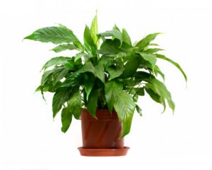 house plant