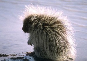 porcupine poem